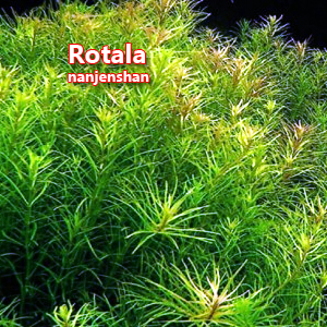 Rotala nanjenshan